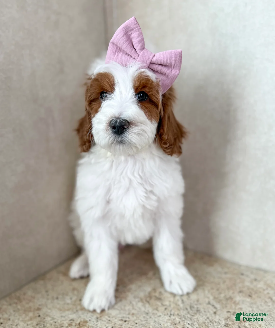 Goldendoodle dogs for sale: Ivy - Ad 3