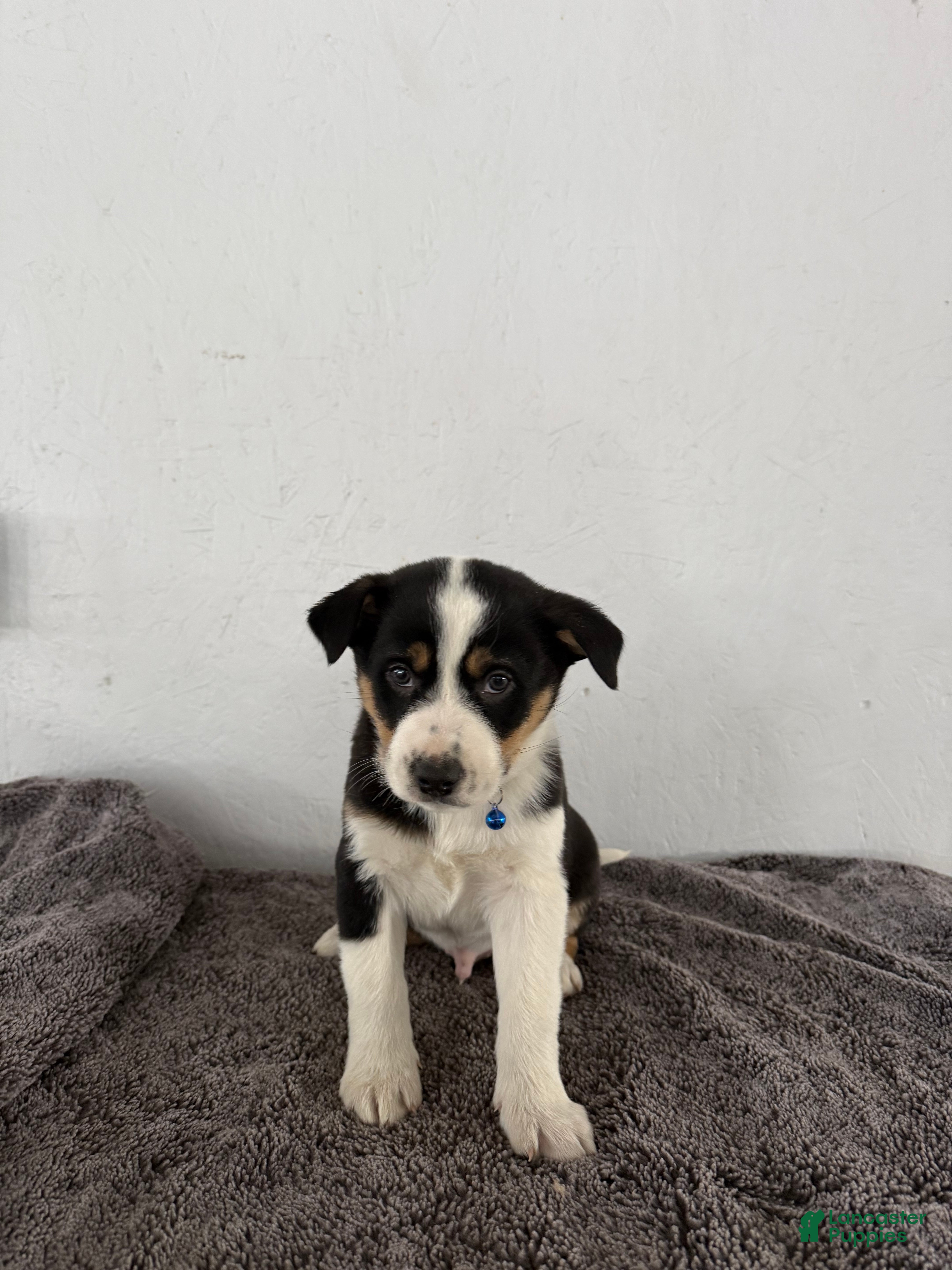 Mixed Breed dogs Buster - Ad 40