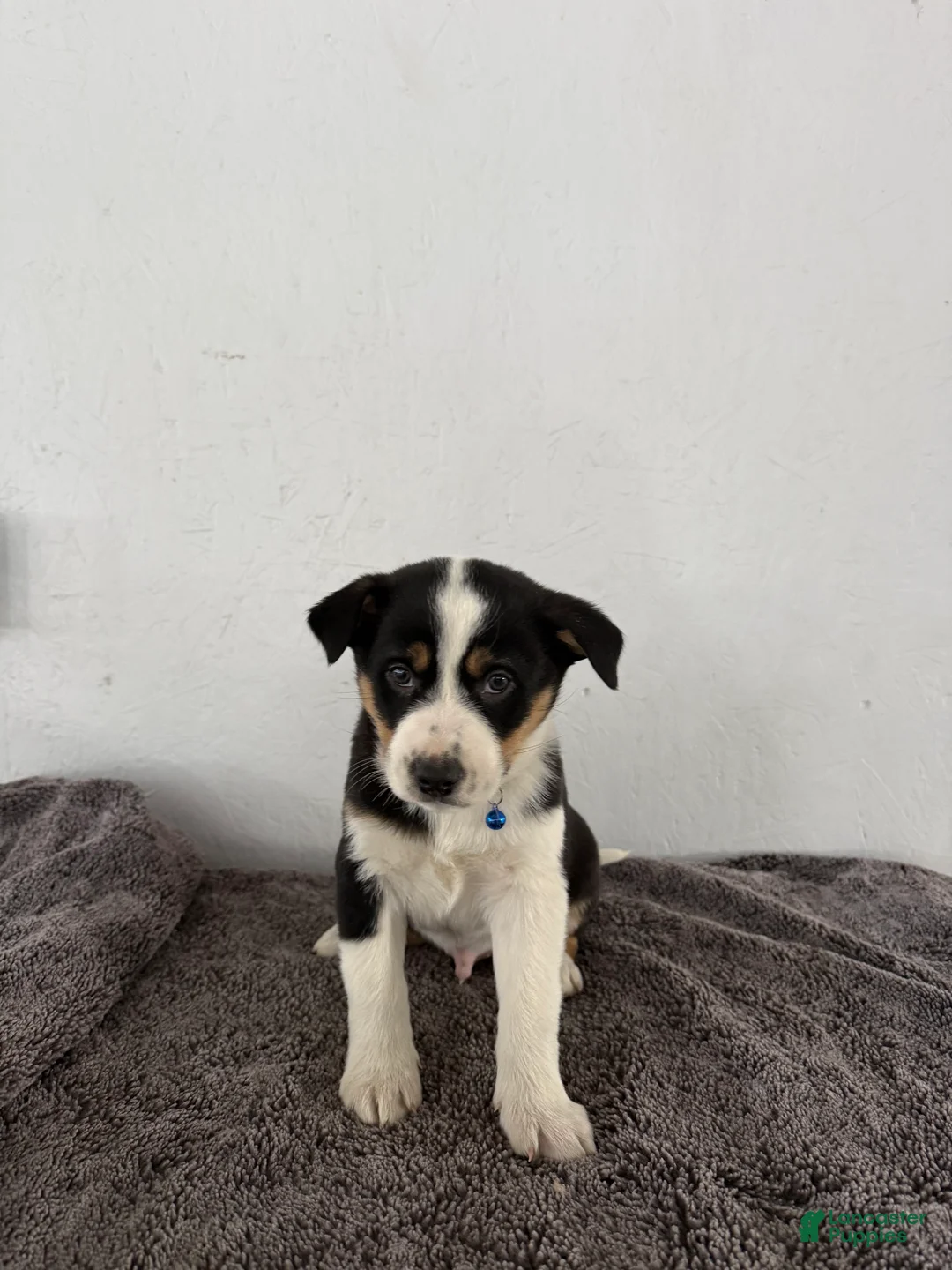 Mixed Breed dogs for sale: Buster - Ad 1