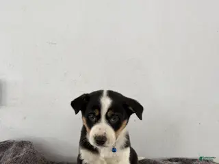 Mixed Breed dogs Buster - Ad 40