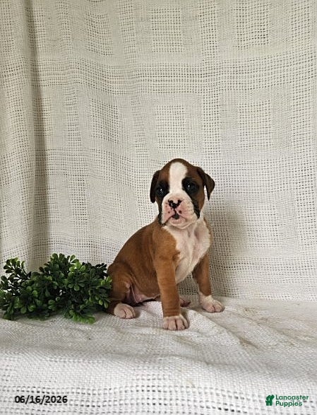 Boxer dogs Chloe - Ad 1