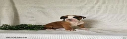 Boxer dogs for sale: Chloe - Ad 1