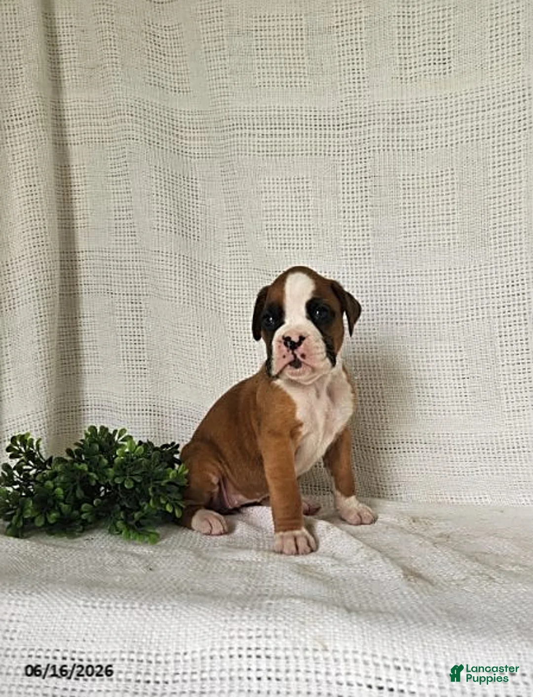 Boxer dogs for sale: Chloe - Ad 1