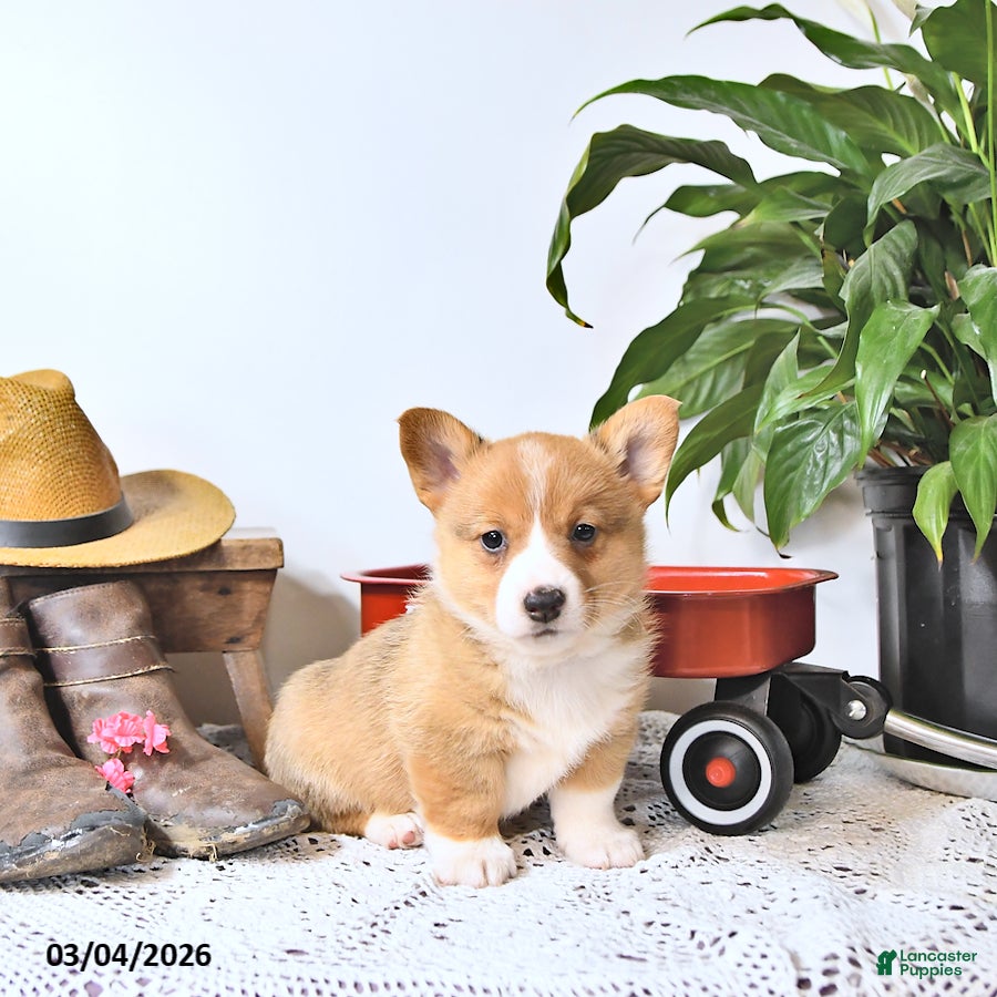 Welsh Corgi Pembroke dogs Banjo - Ad 2
