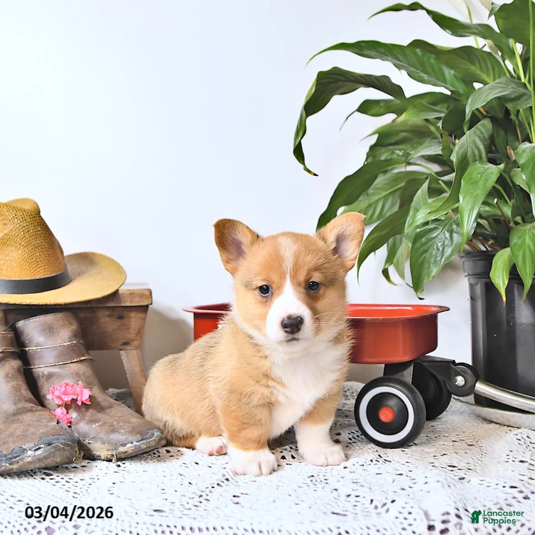 Welsh Corgi Pembroke dogs for sale: Banjo - Ad 2