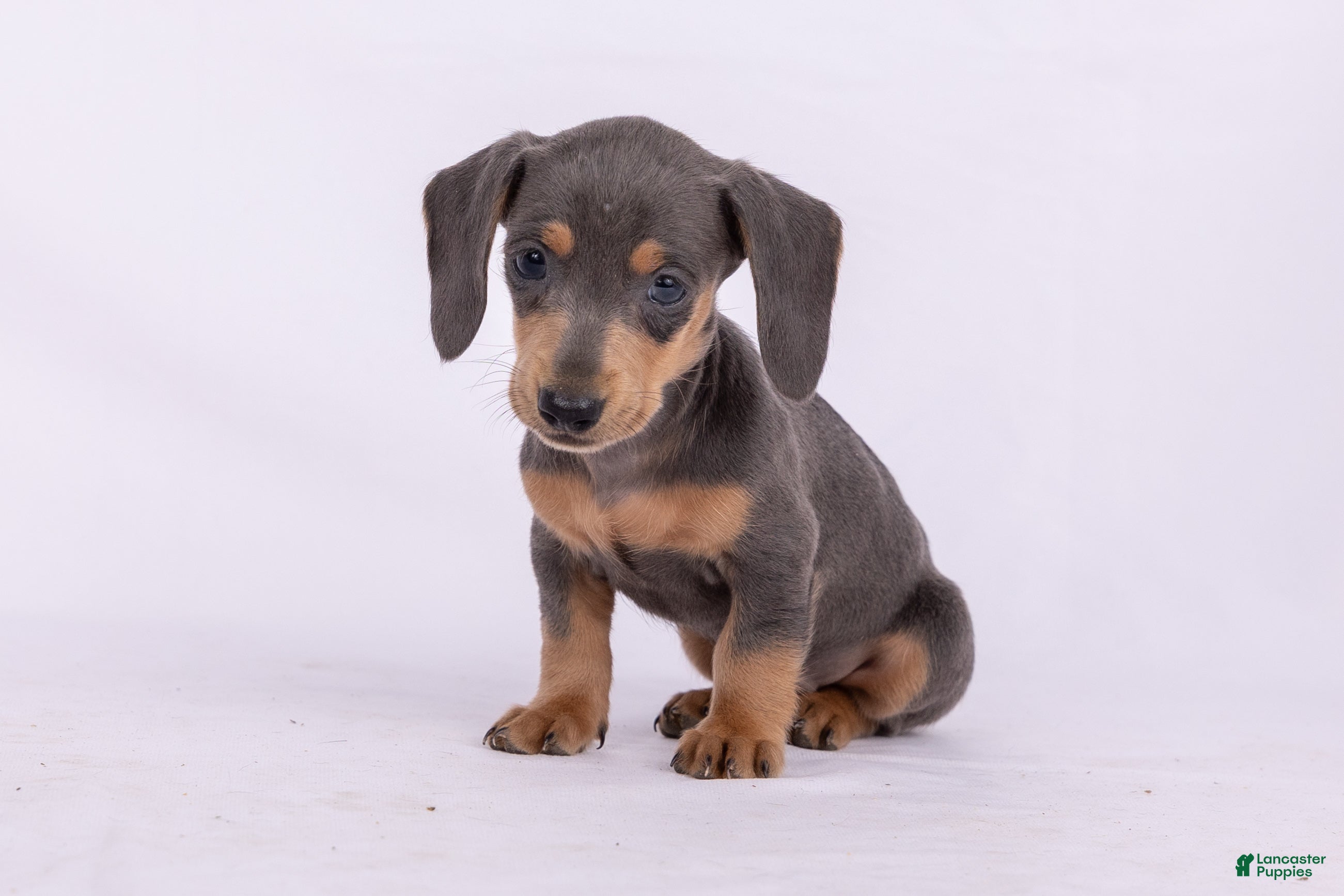 Miniature Dachshund dogs Pam - Ad 1