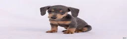 Miniature Dachshund dogs for sale: Pam - Ad 1