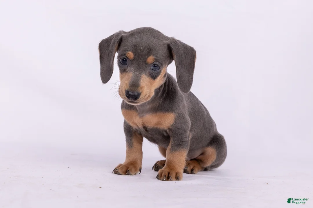 Miniature Dachshund dogs for sale: Pam - Ad 1