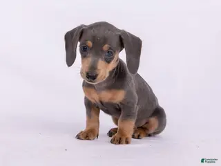 Miniature Dachshund dogs for sale: Pam - Ad 1