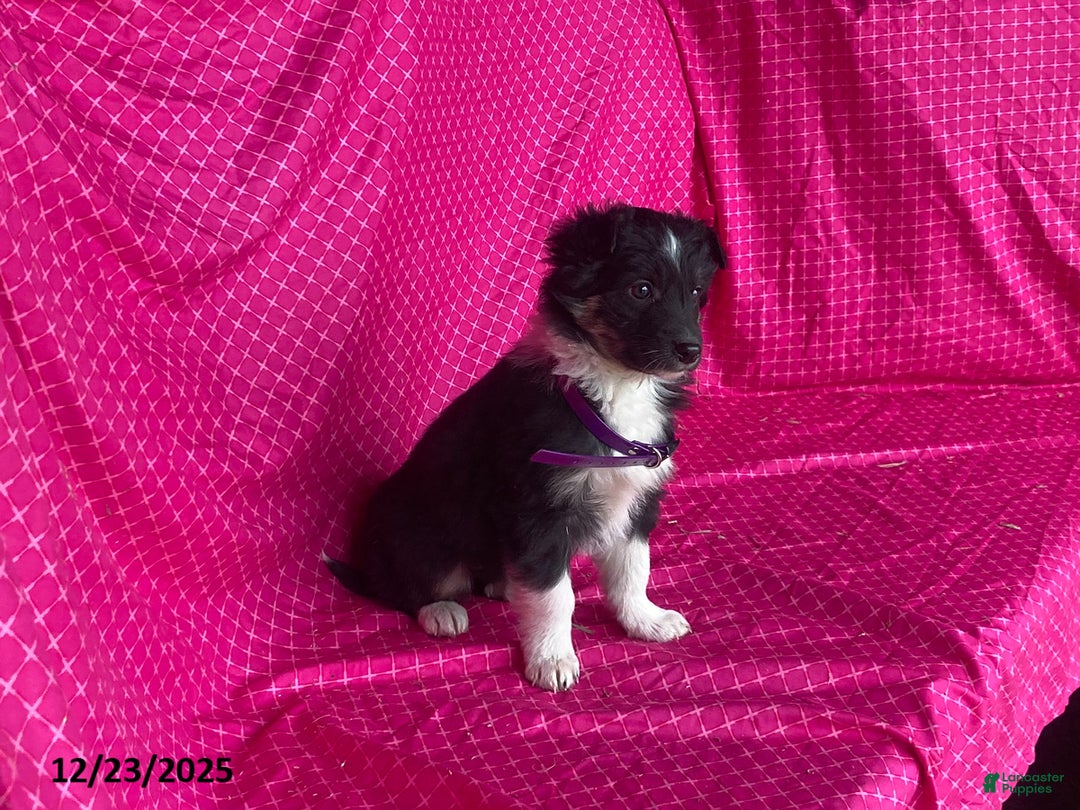 Mixed Breed dogs for sale: Gem  - Ad 7