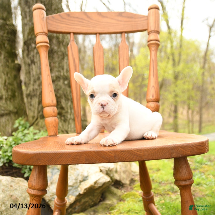French Bulldog dogs Dylan - Ad 2