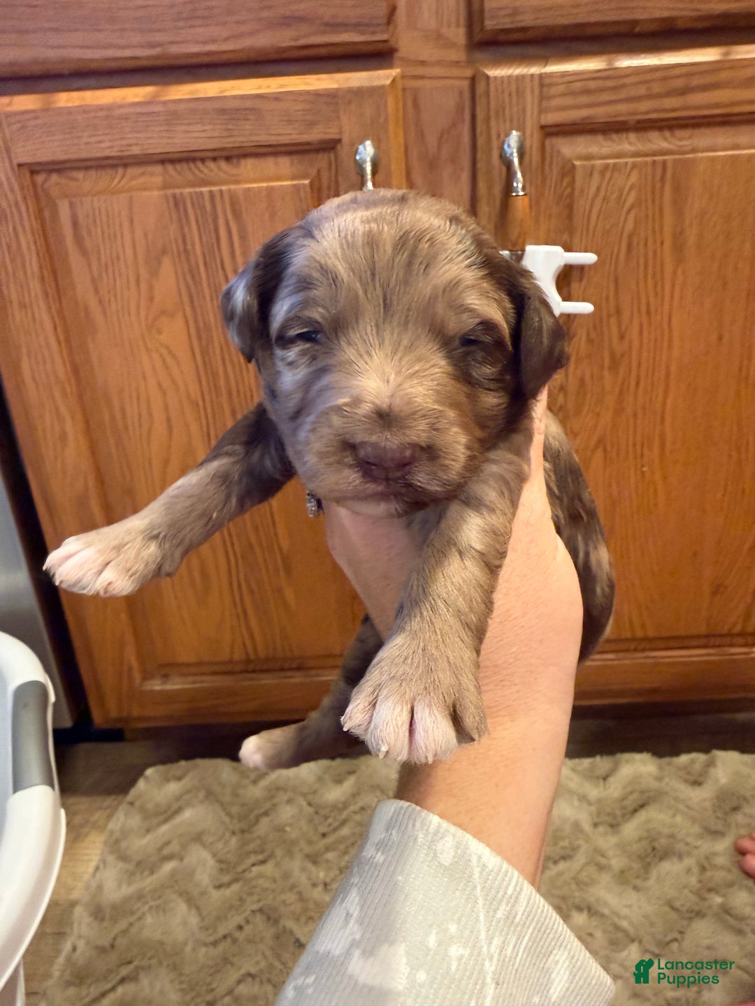 Goldendoodle dogs for sale: Monica - Ad 1