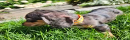 Miniature Dachshund dogs for sale: Remy  - Ad 12