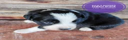 Miniature Australian Shepherd dogs for sale: Racoon  - Ad 3
