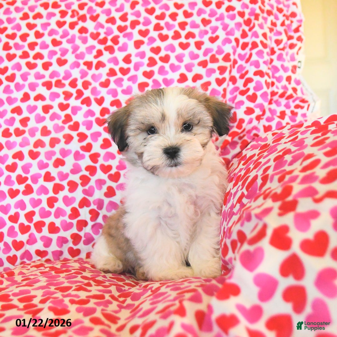 Teddy Bear dogs for sale: Racer - Ad 4