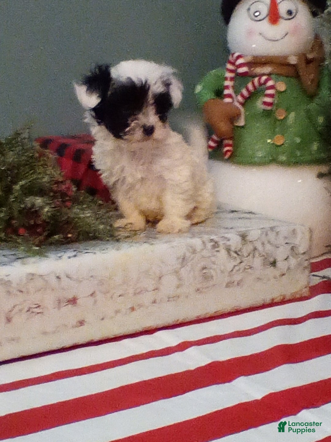 Havapoo dogs for sale: Bandit - Ad 3