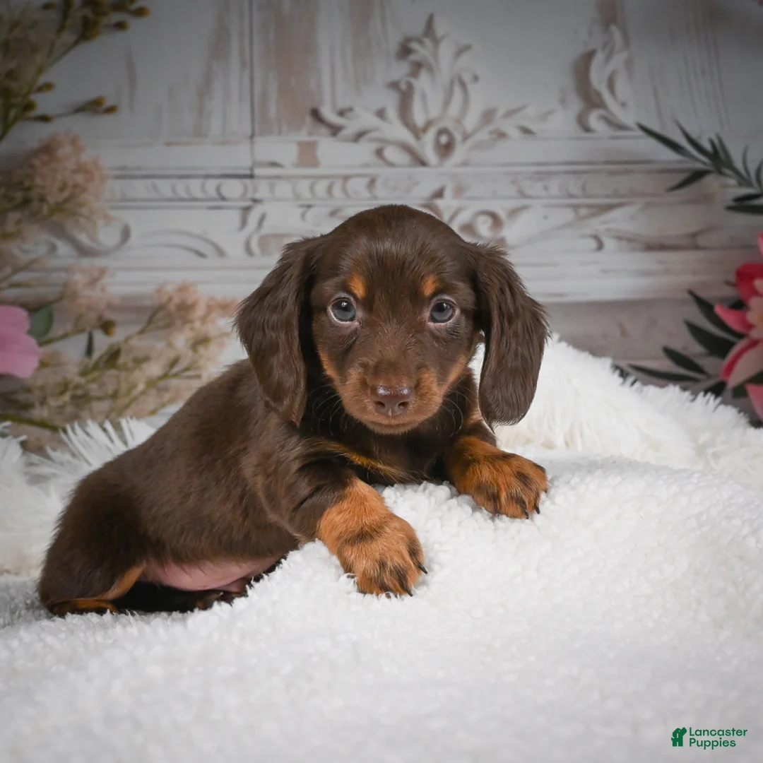 Miniature Dachshund dogs for sale: AKC-Ben - Ad 2
