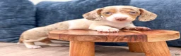 Miniature Dachshund dogs for sale: Rusty - Ad 2