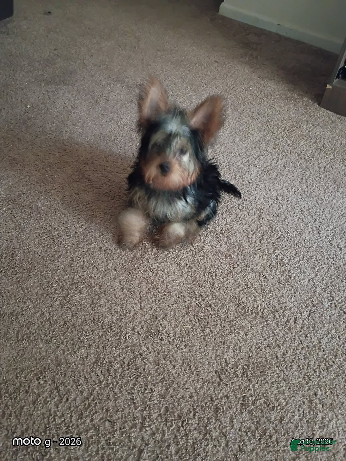 Yorkshire Terrier dogs Girl - Ad 2