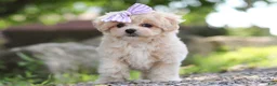 Maltipoo dogs for sale: Poppie - Ad 8