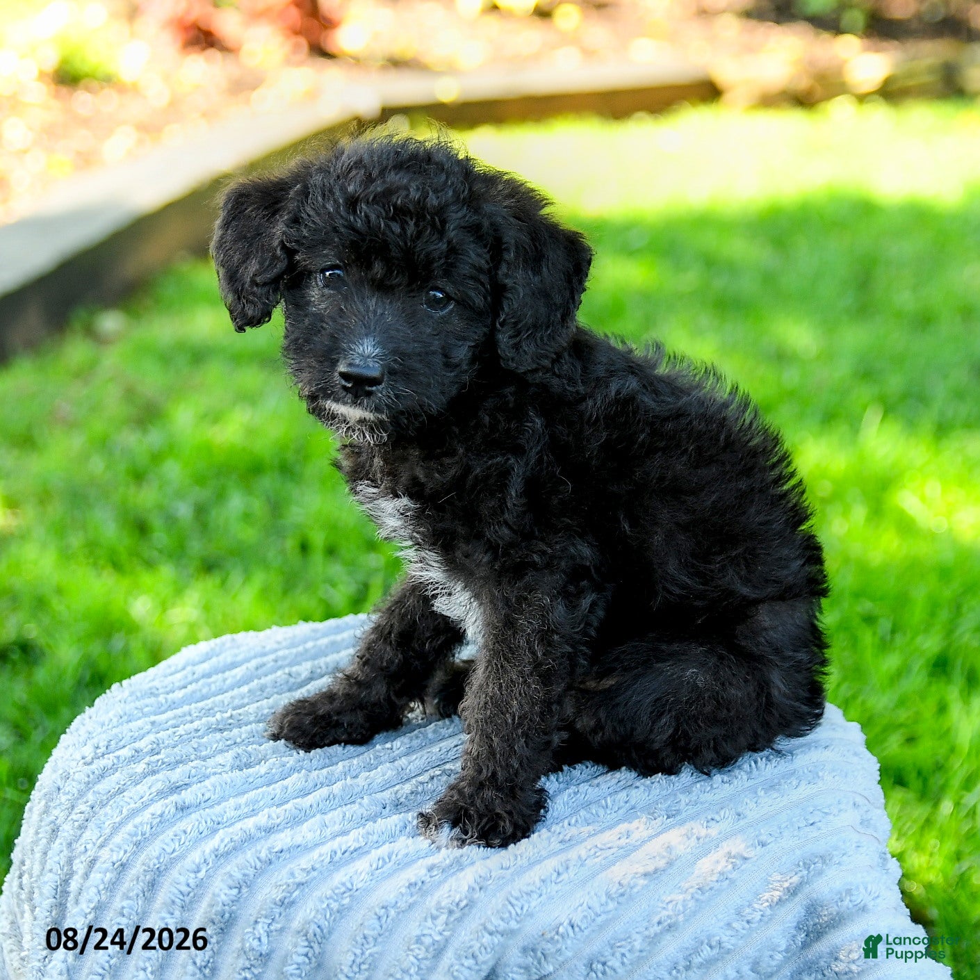 Mixed Breed dogs for sale: Michael - Ad 1