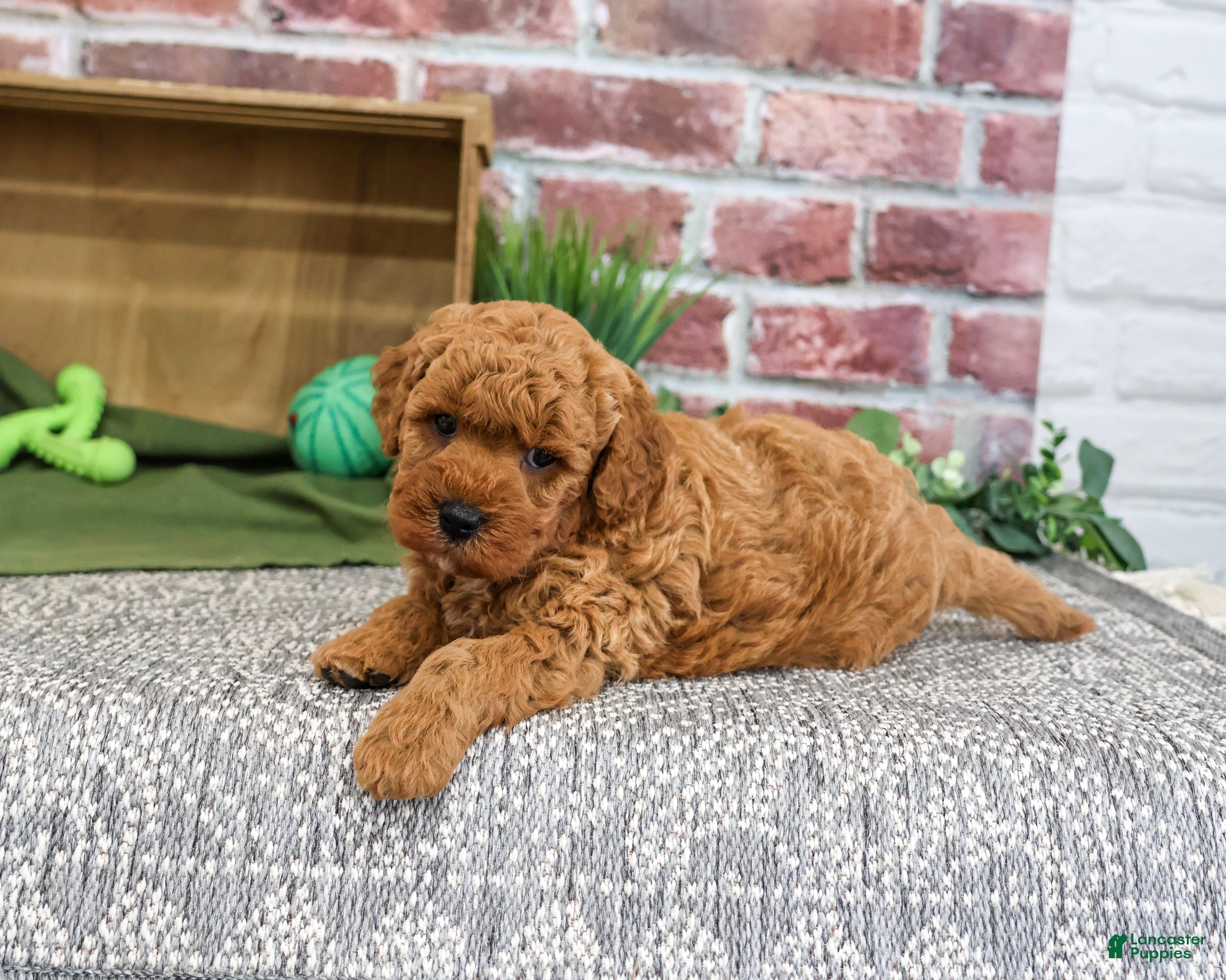 Mini Goldendoodle dogs Denny - Ad 15