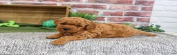 Mini Goldendoodle dogs for sale: Denny - Ad 1