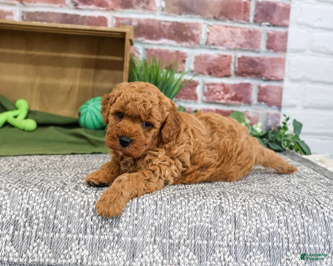 Mini Goldendoodle dogs for sale: Denny - Ad 1