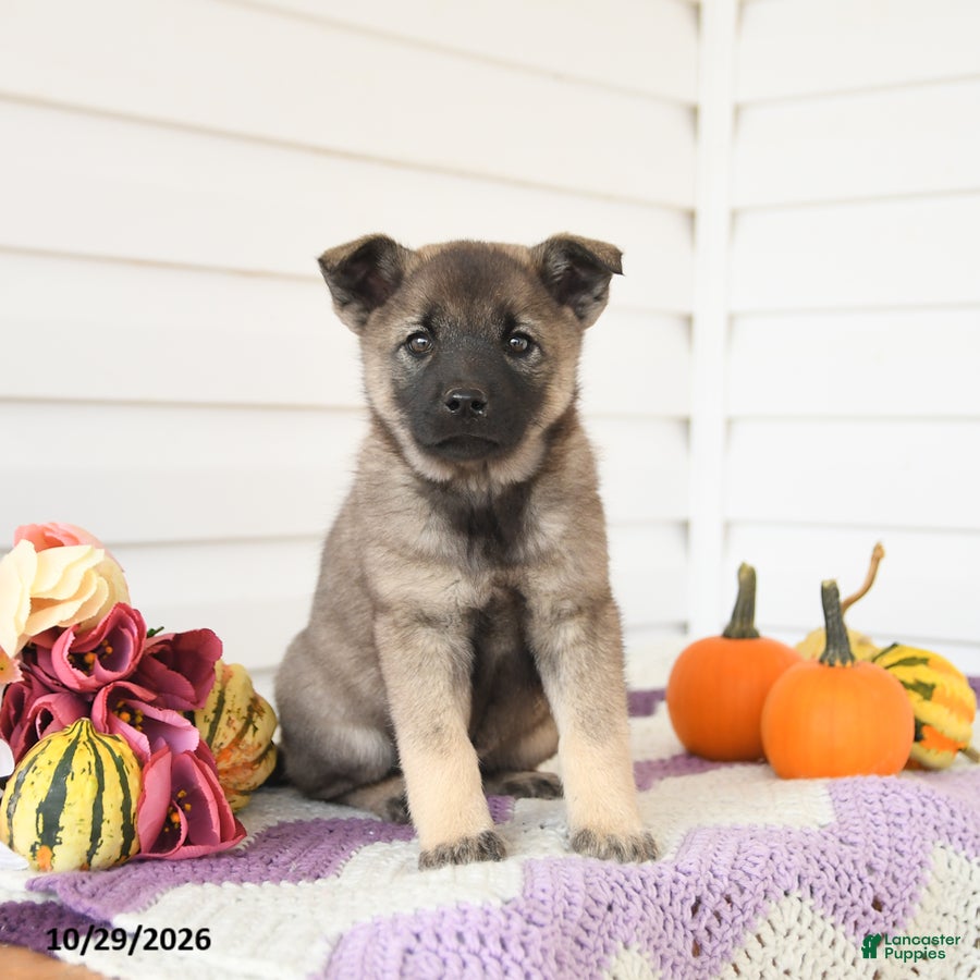 Mixed Breed dogs for sale: Apricot - Ad 1