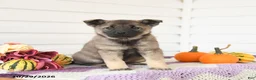 Mixed Breed dogs for sale: Apricot - Ad 1
