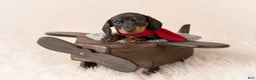 Miniature Dachshund dogs for sale: Mosby - Ad 2