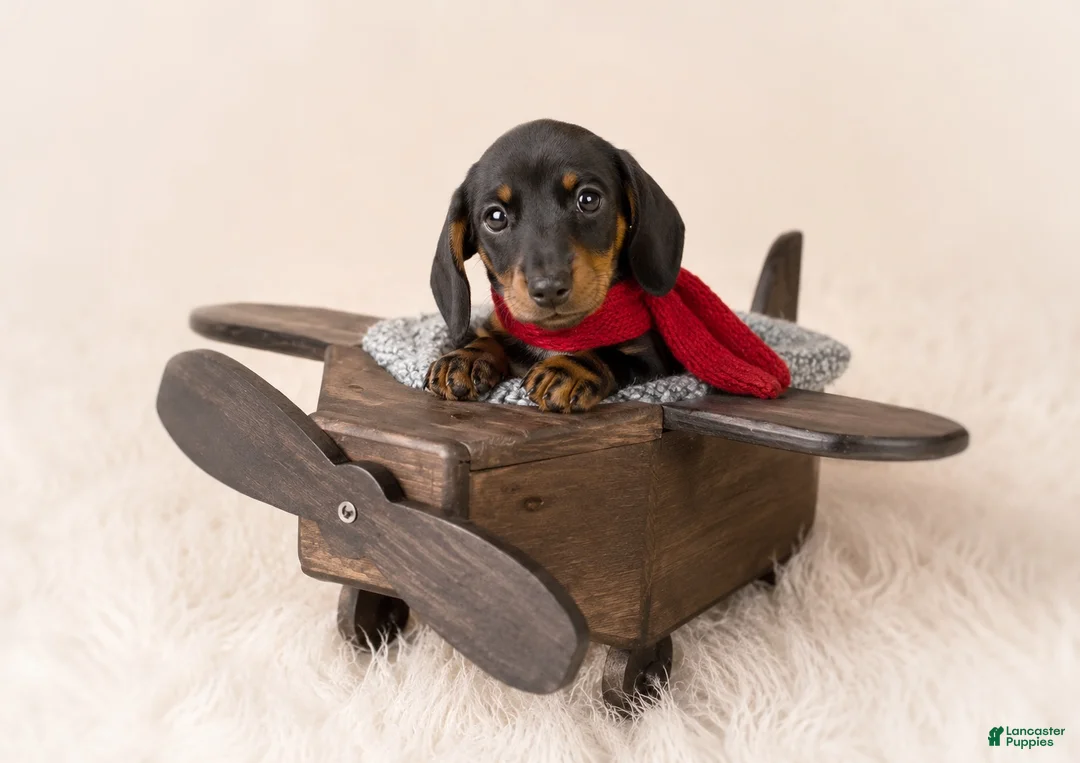 Miniature Dachshund dogs for sale: Mosby - Ad 2