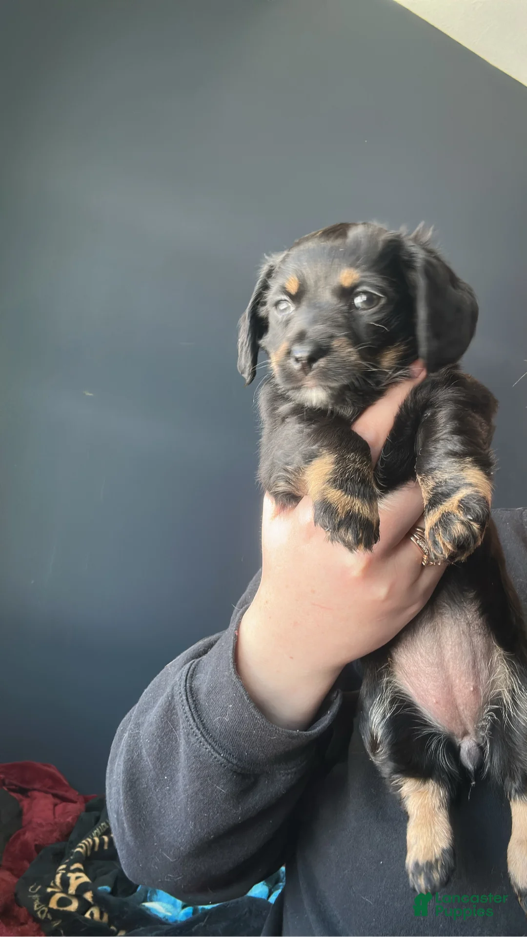 Mixed Breed dogs for sale: Ella  - Ad 2