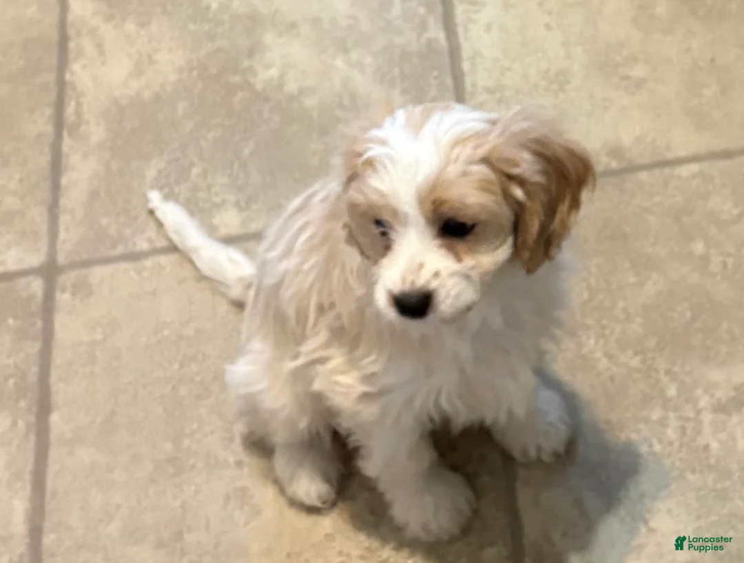 Cavachon dogs for sale: Cavachon Puppy 3 - Ad 1