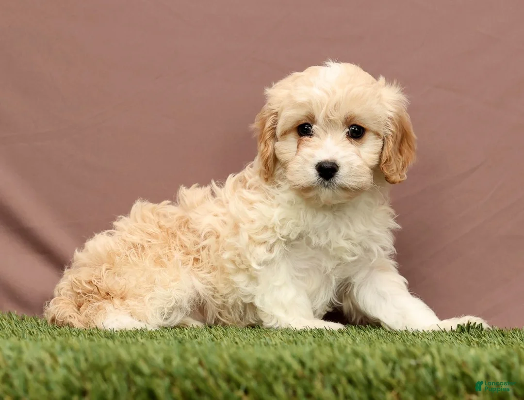 Cavapoo dogs for sale: Lori - Ad 4