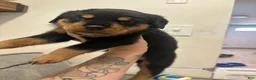 Rottweiler dogs for sale: Skyla  - Ad 2