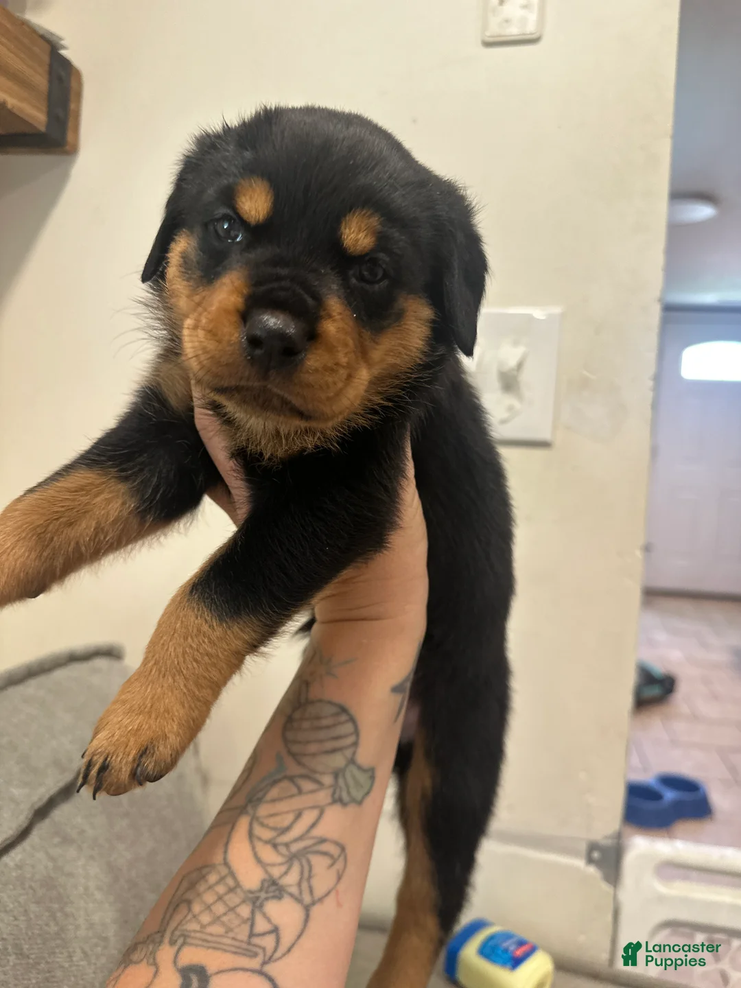 Rottweiler dogs for sale: Skyla  - Ad 2