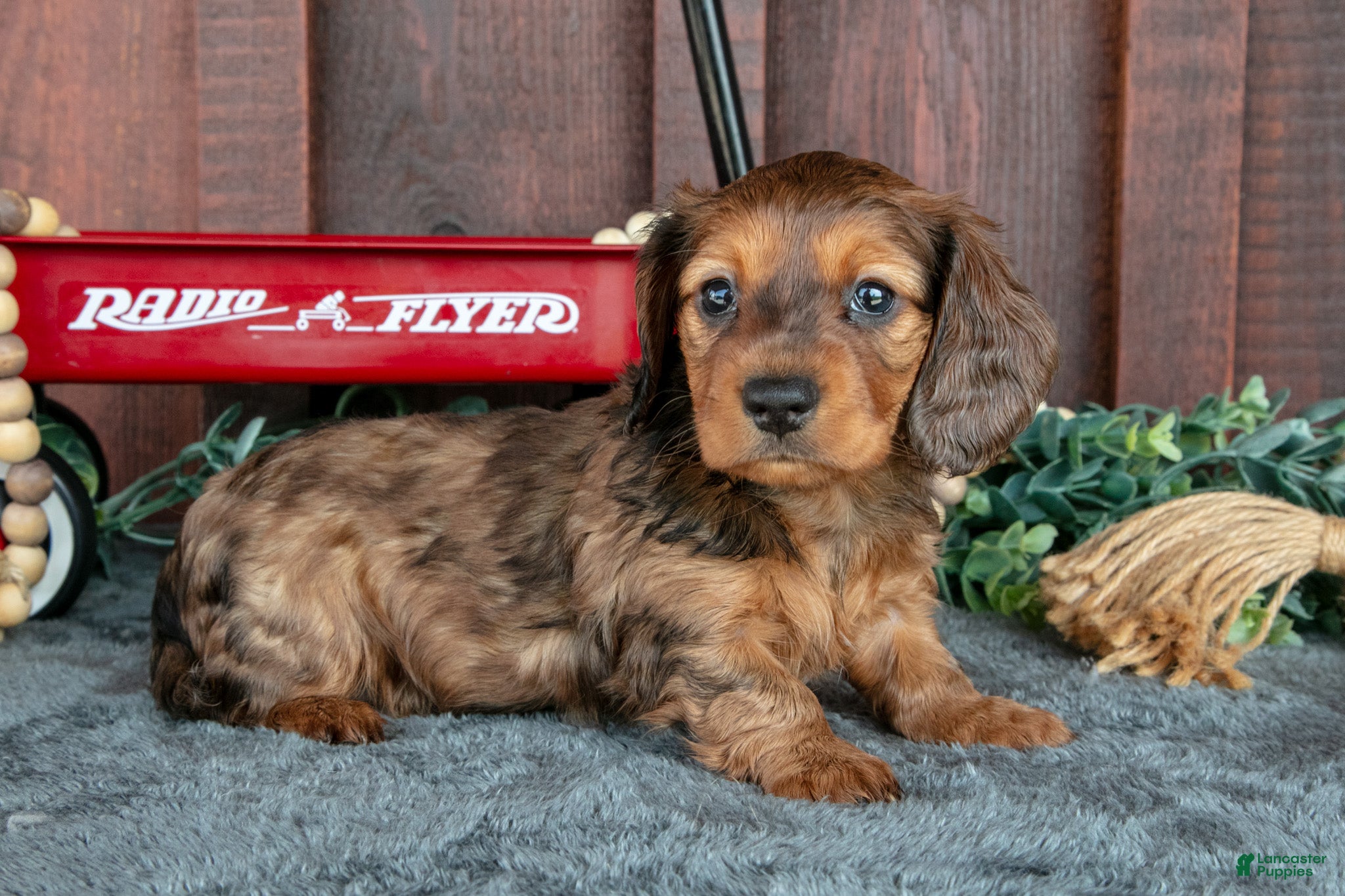 Miniature Dachshund dogs for sale: Cokey - Ad 2