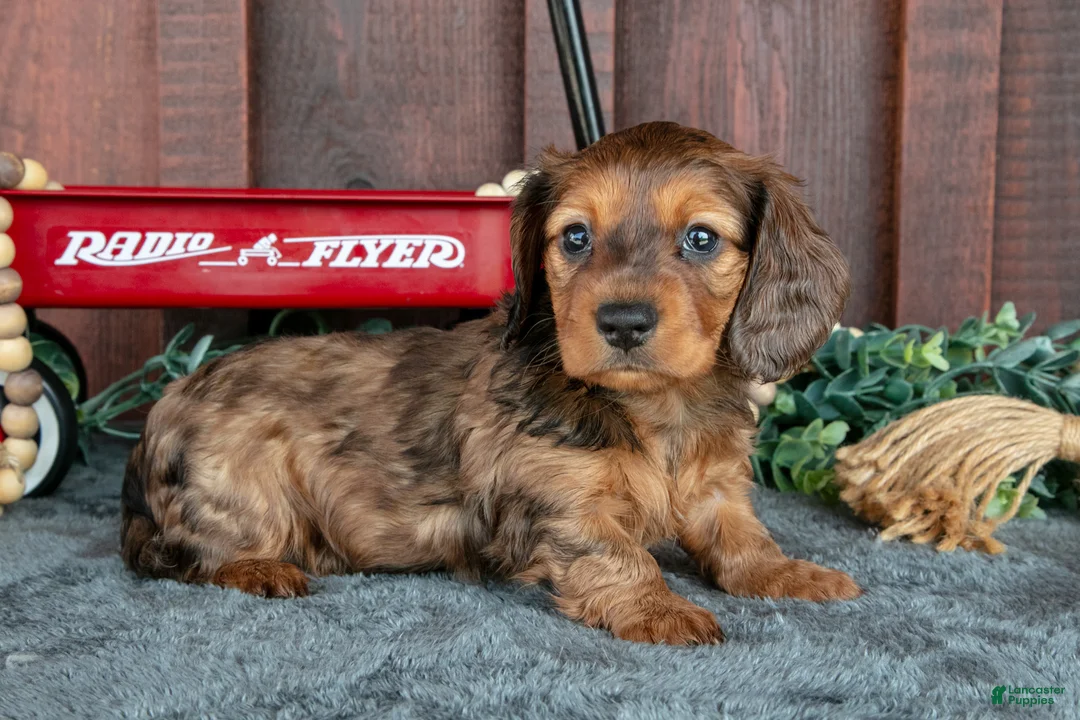 Miniature Dachshund dogs for sale: Cokey - Ad 2