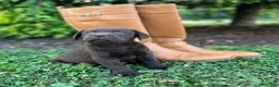 Labrador Retriever dogs for sale: Labrador Retriever 1 - Ad 3