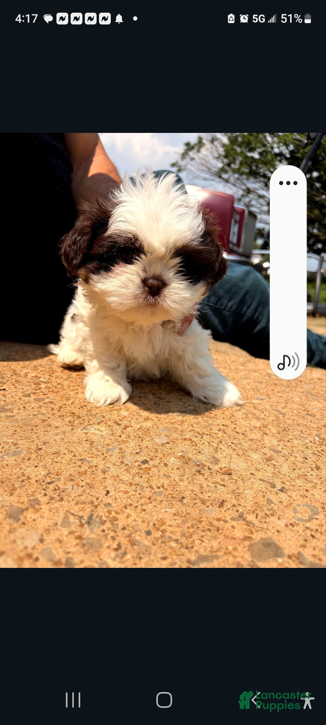 Lhasa Apso dogs Lhasa Apso 3 - Ad 21
