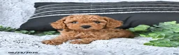 Toy Poodle dogs for sale: Rusty - Ad 1