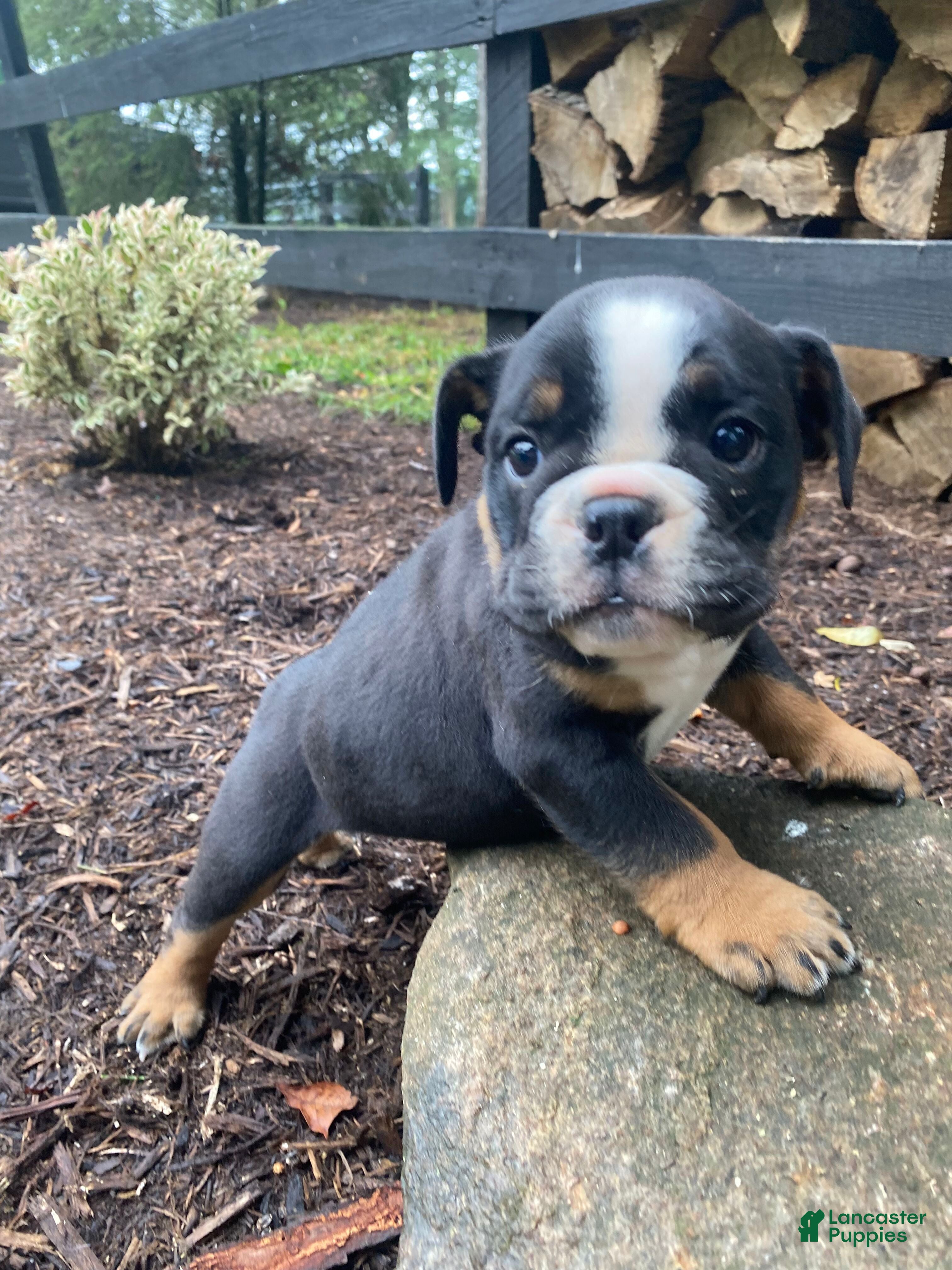 English Bulldog dogs Buster - Ad 1
