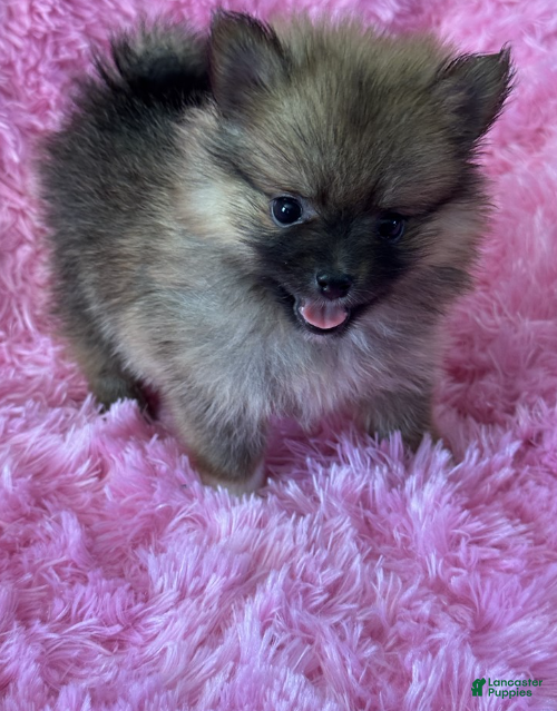 Pomeranian dogs Pomeranian 1 - Ad 1