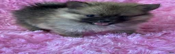 Pomeranian dogs for sale: Pomeranian 1 - Ad 1
