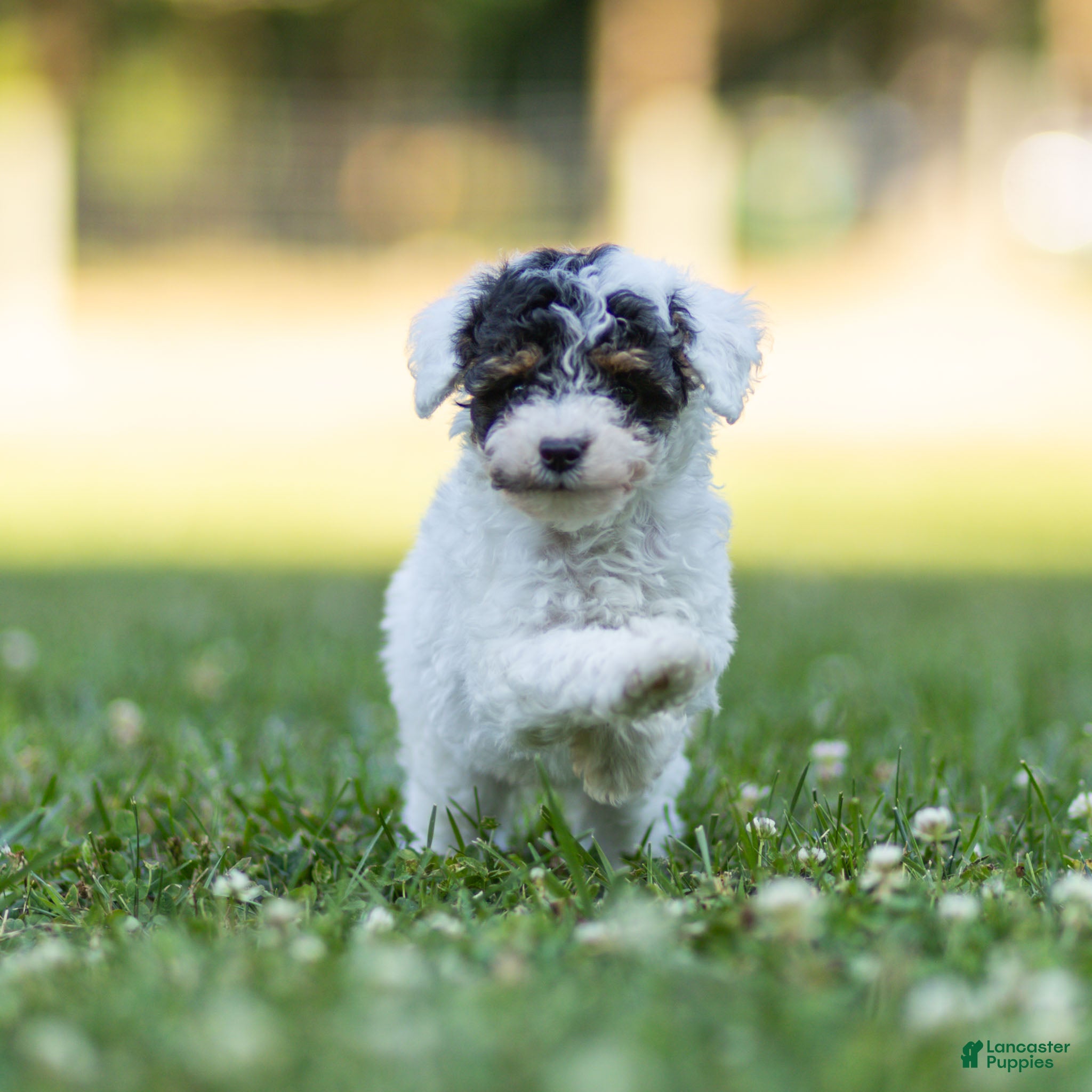 Miniature Poodle dogs Sparky Miniature Poodle  - Ad 2