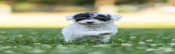 Miniature Poodle dogs for sale: Sparky Miniature Poodle  - Ad 2