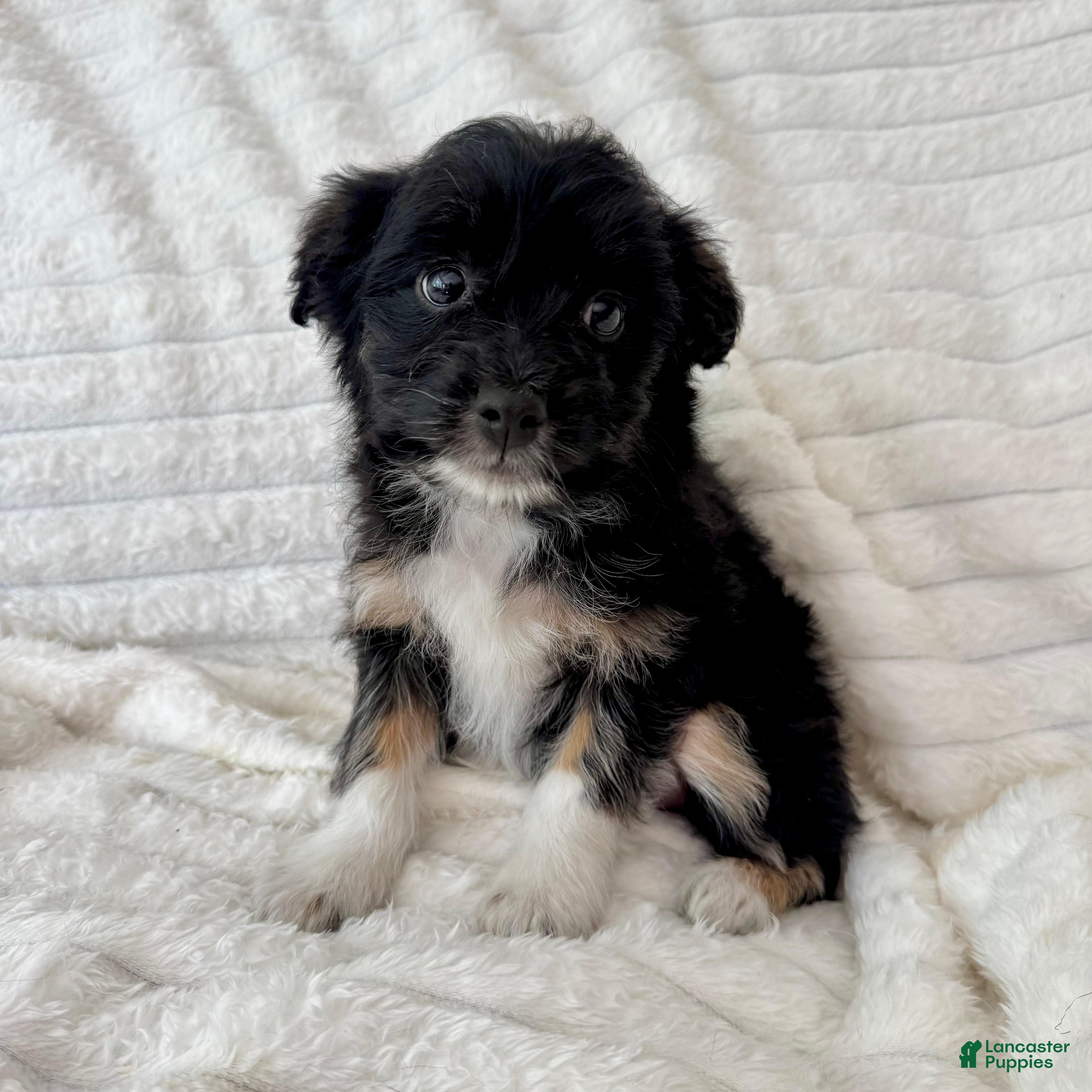 Mixed Breed dogs Lily  - Ad 29
