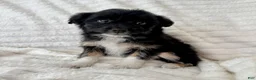 Mixed Breed dogs for sale: Lily  - Ad 1