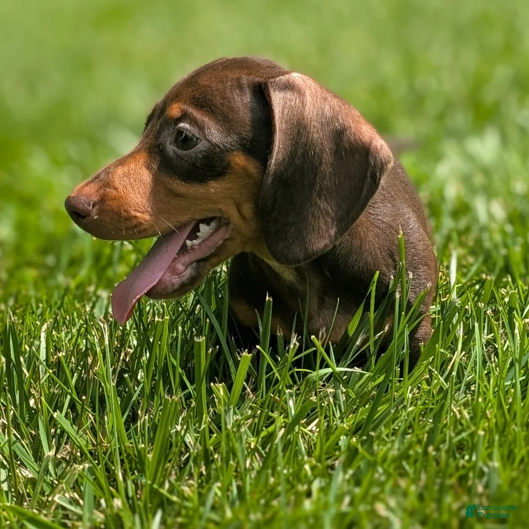 Miniature Dachshund dogs for sale: Comet - Ad 2